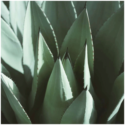 Agave STD flavour